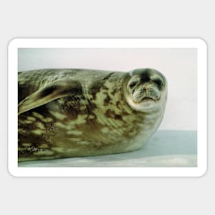 Crabeater Seal, Ross Sea, Antarctica Sticker